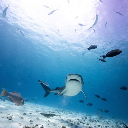 Tiger Shark Residence&Dive Fuvahmulah Eksteriør billede