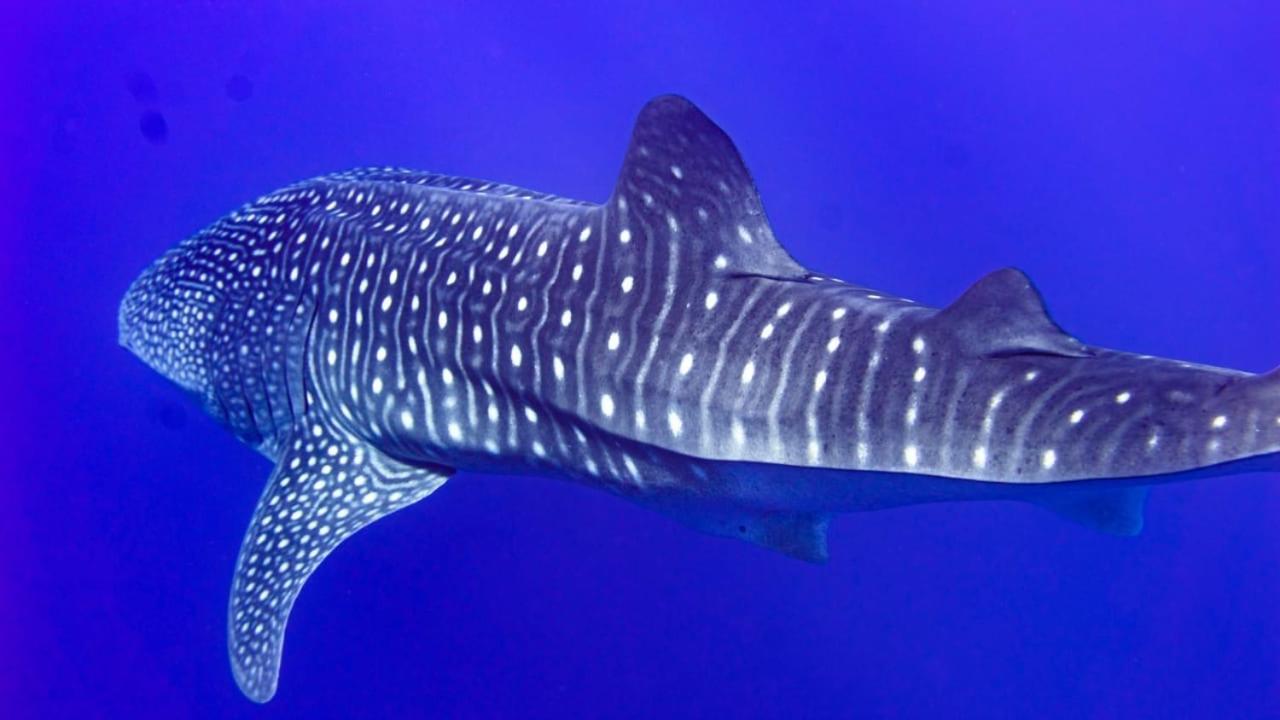 Tiger Shark Residence&Dive Fuvahmulah Eksteriør billede